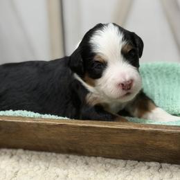 Halo - Tri-color female Bernedoodle puppy in Henry, Illinois from Rowe Farms Doodles