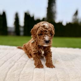 Honey - Red  male Goldendoodle puppy in Battleground, Washington from Doodles Delight PNW