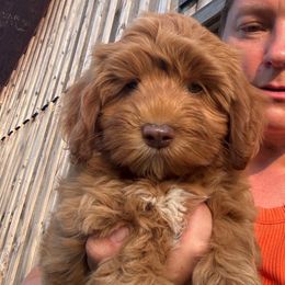 Girl 1 - Red female Australian Cobberdog puppy in Dover Foxcroft, Maine from Faberge Australian Cobberdog