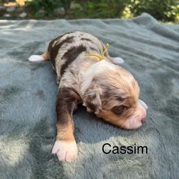 Cassim. - Chocolate merle female Bernedoodle puppy in New Ringgold, Pennsylvania from Hawk Mountain Doodles