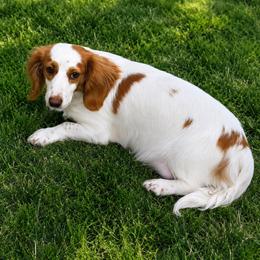 Holly - Dachshund