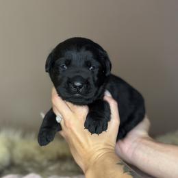 Stone - Black male Labrador Retriever puppy in Rocky Top, Tennessee from Rocky Top Retrievers