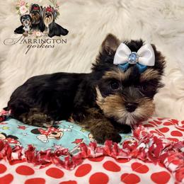 AKC Sutton - Black and tan female Yorkshire Terrier puppy in Bloomingdale, Georgia from Harrington Yorkies