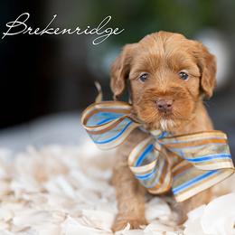 Boy 2 - male Australian Labradoodle puppy in Salem, Oregon from Hunterberry Hill Labradoodles