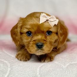 Cavalier King Charles Spaniel and Cavapoo Puppies from Red Skye Cavaliers and Cavapoos