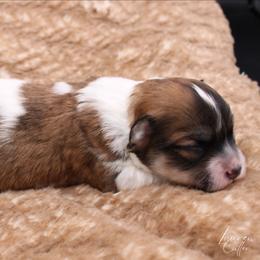 Mr. Elton - Gold sable male Havanese puppy in Hendersonville, North Carolina from Grayfinn House