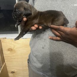 Cane Corso Puppies from Double C Cane Corso Kennel