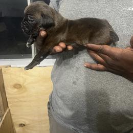 Cane Corso Puppies from Double C Cane Corso Kennel