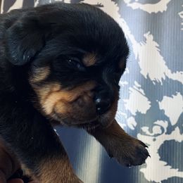 Rottweiler Puppies from MMG Rottweilers