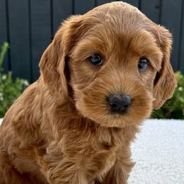 Girl 1 - Cockapoo puppy from Darby Park Doodles