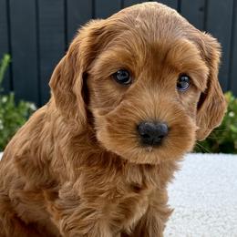 Girl 1 - Cockapoo puppy from Darby Park Doodles