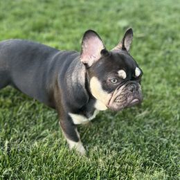 Ozzy - French Bulldog