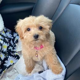 Rosa - Apricot female Maltipoo puppy in Bellingham, Washington from My Sweet Poodles and Doodles
