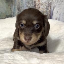 Abby's Chocolate and Cream Girl - Chocolate and cream female Dachshund puppy in Kalama, Washington from Dazzling Doxies