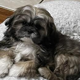 Paris - Shih Tzu