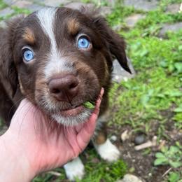 Juniper - Red tri-color male Australian Shepherd puppy in Rochester, Pennsylvania from Aussie Odyssey