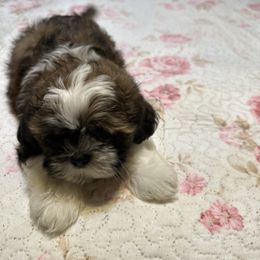 Cooper orange - Black and white male Shih Tzu puppy in Temple, Pennsylvania from Kathy Diego's Shih Tzus