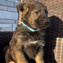 Light Blue - Sable male German Shepherd puppy in Willington, Connecticut from Wertvoll German Shepherds