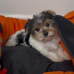Gizmo - Parti male Yorkshire Terrier puppy in Illinois from Pretty Little Yorkies
