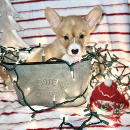 Pembroke Welsh Corgi Puppies from Kern River Corgis