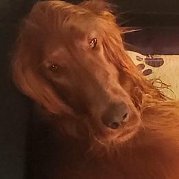 Sophia - Irish Setter
