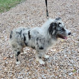 GARFIELD - Miniature Australian Shepherd