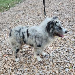 GARFIELD - Miniature Australian Shepherd