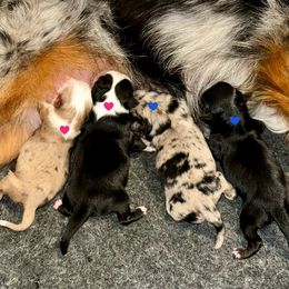 Toy Australian Shepherd puppies from Dusty Spring Australian Shepherds, LLC