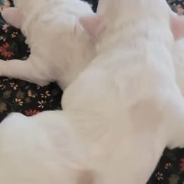 Chihuahuas and Maltese from Lonesome Dove pocket puppies