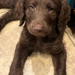 Labradoodle Puppies from AV Cares Doodles