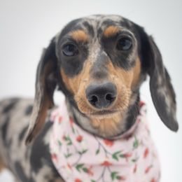 Stormi - Dachshund