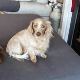 Indie - Dachshund