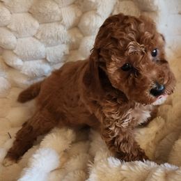Pocahontas - Apricot female Poodle puppy in San Tan Valley, Arizona from Desert Storm Poodles