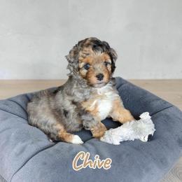 Chive - Blue merle male Aussiedoodle puppy in Lebanon, Oregon from Abbott Family Farm