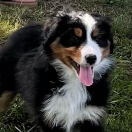 Shakespeare - Black tri-color male Australian Shepherd puppy in Lebanon, Oregon from Mt. Hope Aussies