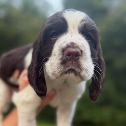 Four Roses - Liver and white female English Springer Spaniel puppy in Hawesville, Kentucky from Bristol’s Southern English Springer Spaniels
