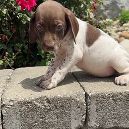 German Shorthaired Pointer Puppies from Mcshorthairs
