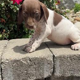 German Shorthaired Pointer Puppies from Mcshorthairs