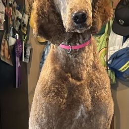 Annie - Poodle