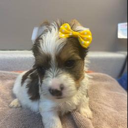 Nicely - Parti female Yorkshire Terrier puppy in Florence, Kentucky from 4paws4ever by Design (Amy's Puppy love)