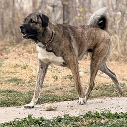 Anatolian Shepherd Dog All Grown Up from Fyne Acres