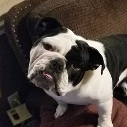 Moxie - Bulldog
