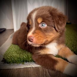 Paprika-Full tail and blue eyes likely - Red tri-color male Australian Shepherd puppy in Penrose, Colorado from Best Friend Aussies