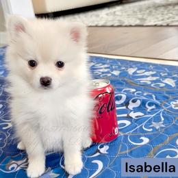 Isabella - White female Pomsky puppy in Long Grove, Illinois from Windy City Pomsky