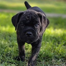 Cane Corso Puppies from HOUSE OF HALL CANE CORSOS