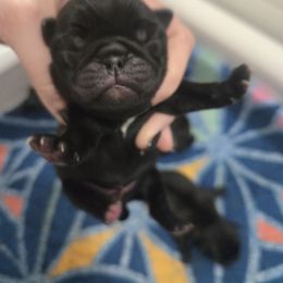 Girl 2 - Fawn female Pug puppy in Keysville, Georgia from Rollee Pollee Pugs