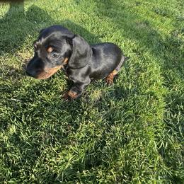 Shadow - Black and tan male Dachshund puppy in Modesto, California from Raws Doxies