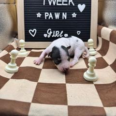 Pawn - Black tan and white female American Hairless Terrier puppy in Bates City, Missouri from Bare Wonder