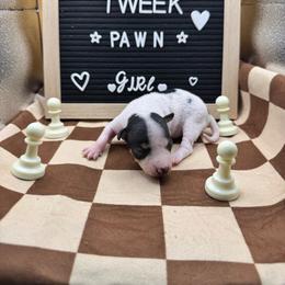 Pawn - Black tan and white female American Hairless Terrier puppy in Bates City, Missouri from Bare Wonder