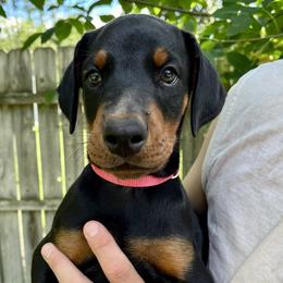 Briar - Black and rust Doberman Pinscher puppy in Wisconsin Rapids, Wisconsin from Vom Feuer Dobermans